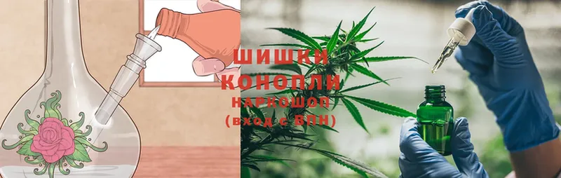 цена наркотик  Кудрово  Шишки марихуана SATIVA & INDICA 